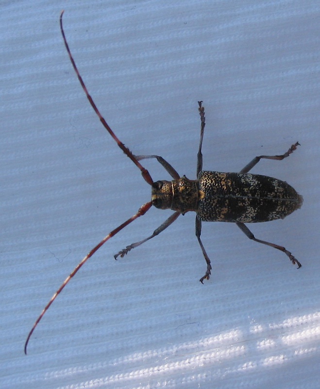 Agapanthia asphodeli e A. cynarae (Col., Cerambycidae)